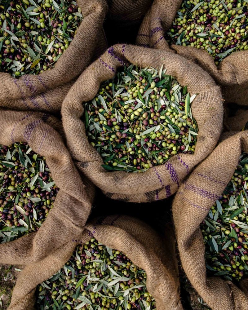 Harvested fresh olives in sacks in a field in Crete, Greece for
