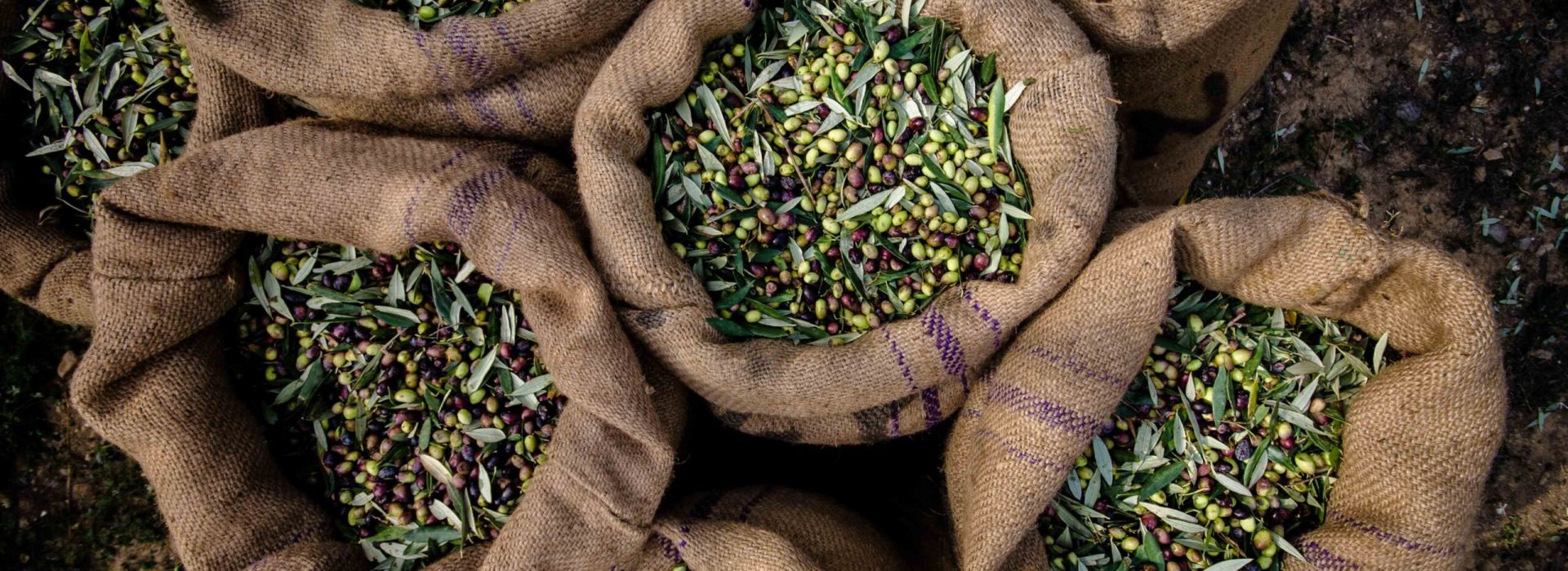 Harvested fresh olives in sacks in a field in Crete, Greece for