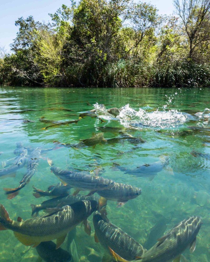Big fishes in cristal clear water river