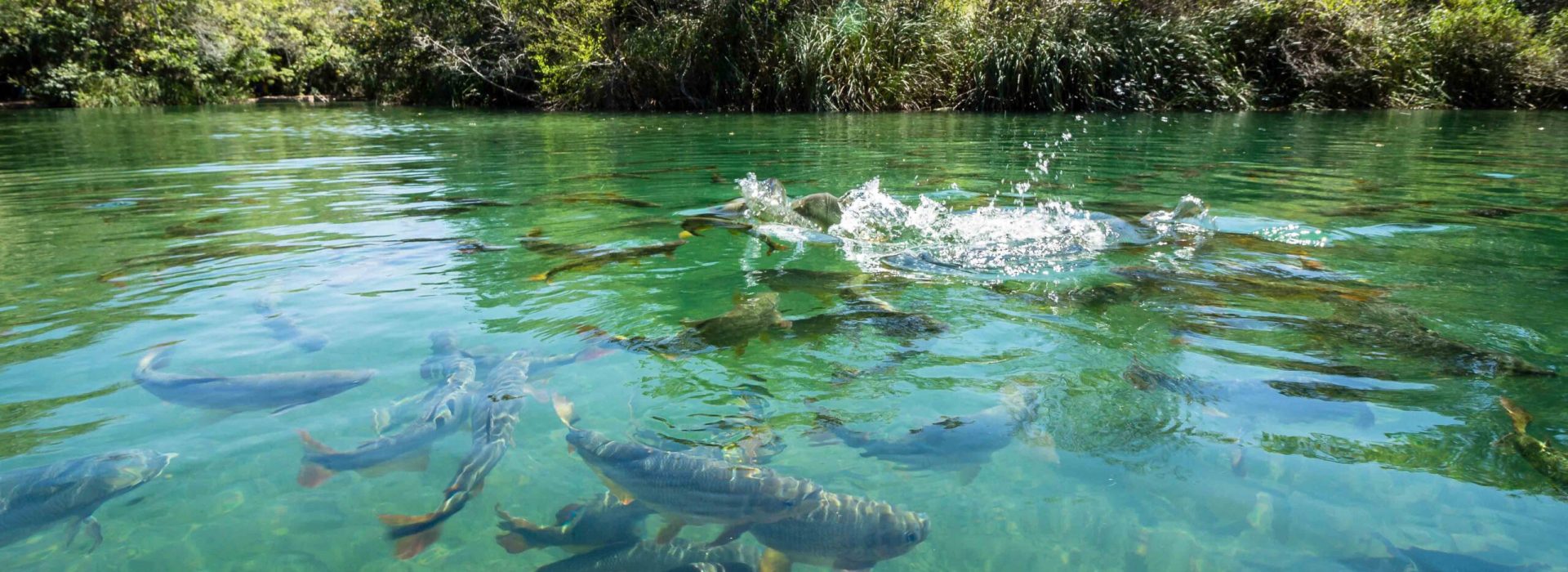 Big fishes in cristal clear water river