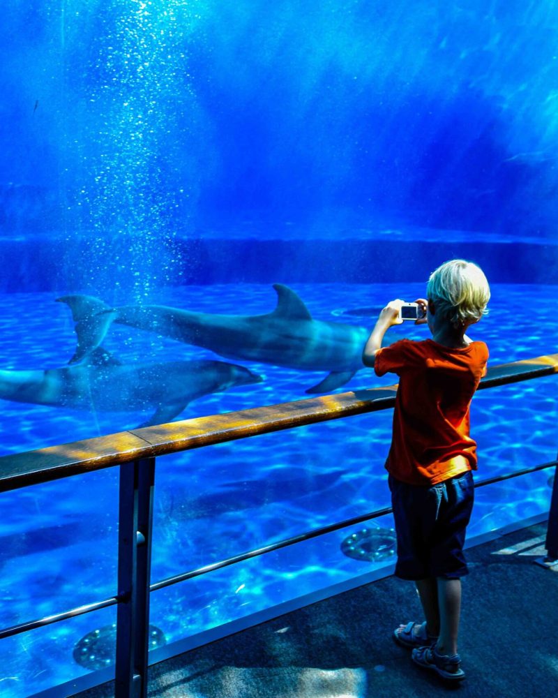 A boy taking pictures of dolphins swimming underwater