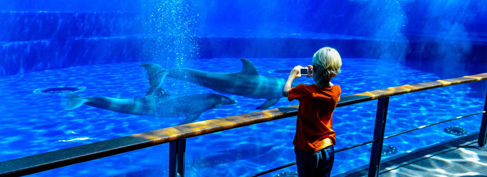 A boy taking pictures of dolphins swimming underwater