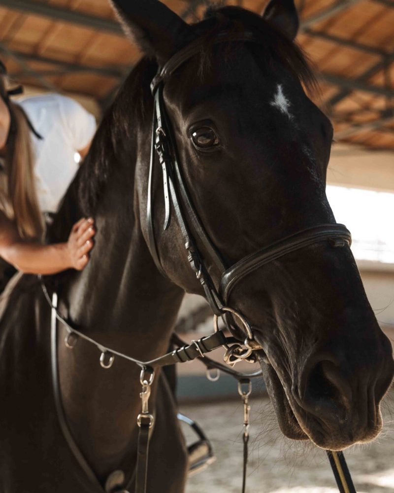 Picture of concentrate positive young blonde beautiful woman wearing hat with horse in countryside in corral on training area.