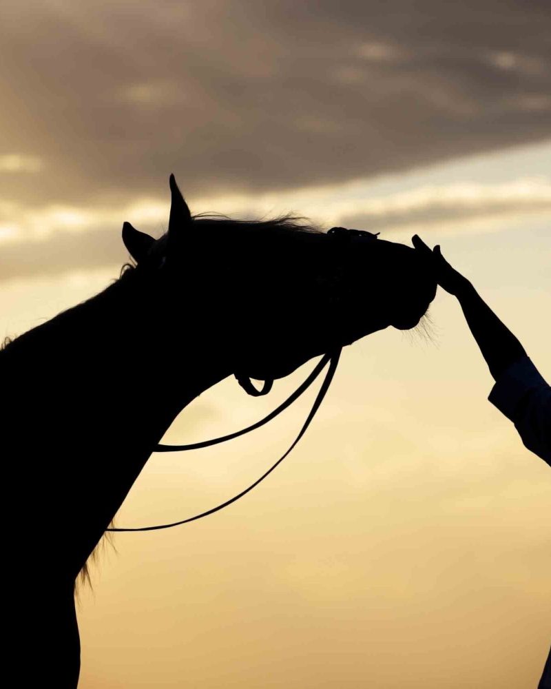 Silhouette of the woman and horse training during sunset