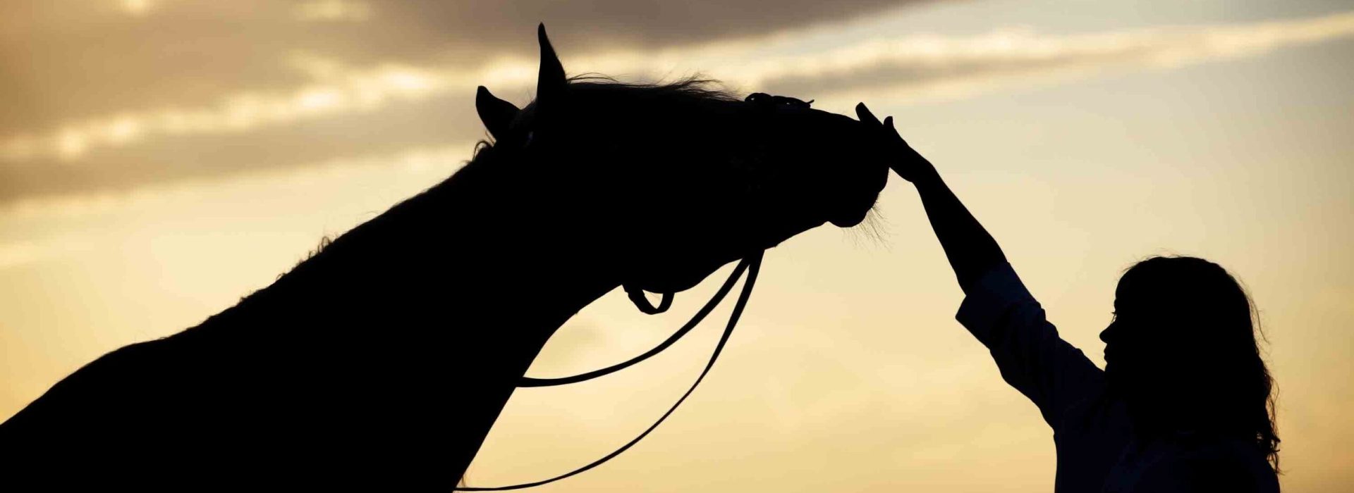 Silhouette of the woman and horse training during sunset