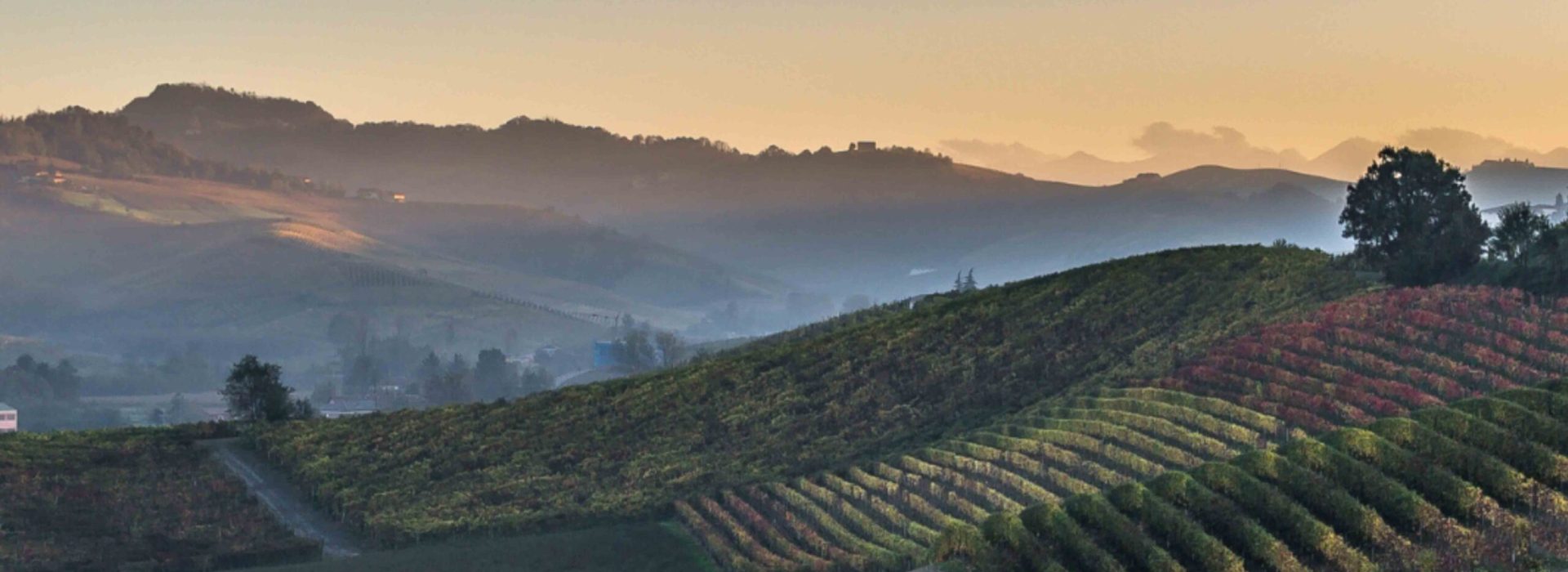 Nuovi fotomontaggi - Alba - Tartufo