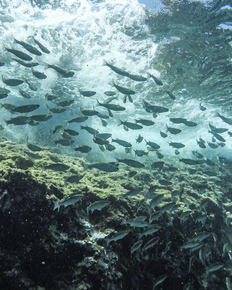 Heli-Snorkeling-&-Diving-Experience-3