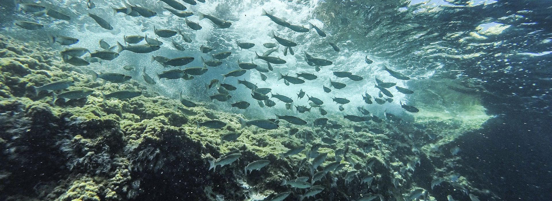 Heli-Snorkeling-&-Diving-Experience-3