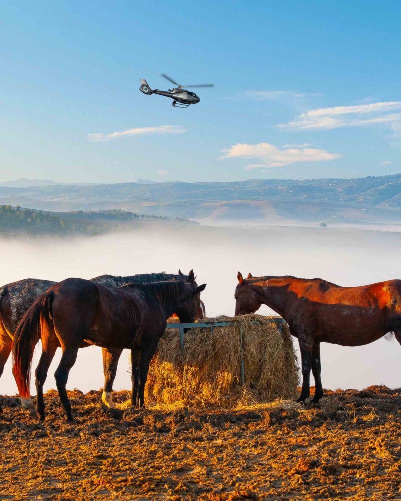 Nuovi fotomontaggi - Toscana-Cavalli