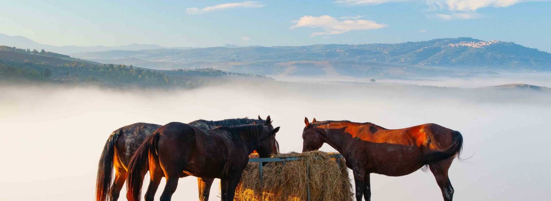 Nuovi fotomontaggi - Toscana-Cavalli