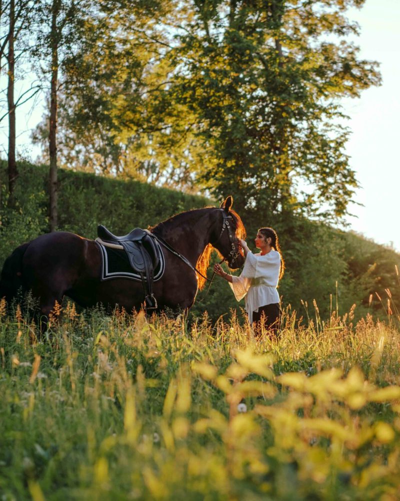 horse